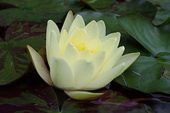 Hardy Water Lily, Waterlily 'Charlene Strawn'