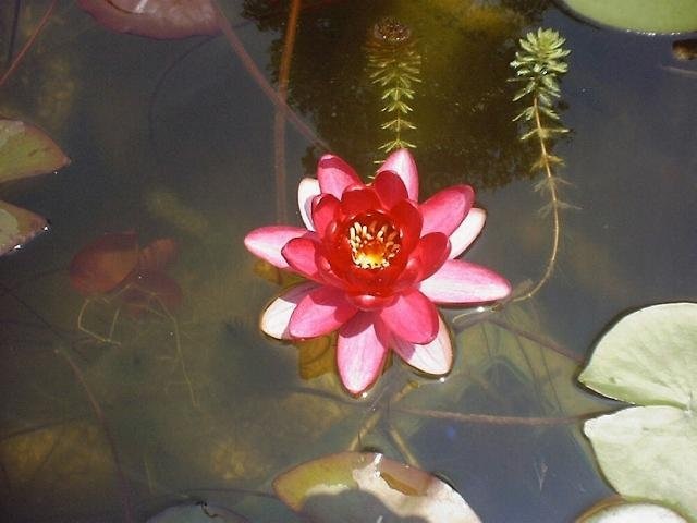 Hardy Water Lily, Waterlily Perrys Baby Red