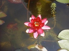Hardy Water Lily, Waterlily 'Perry's Baby Red'