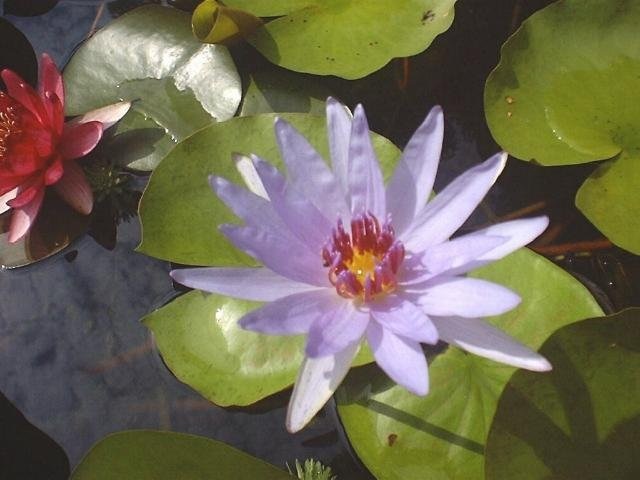 Nymphaea, Tropical Water Lily, Waterlily Woods Blue Goddess