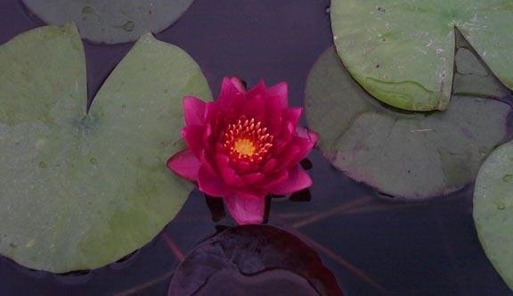 Hardy Water Lily, Waterlily James Brydon
