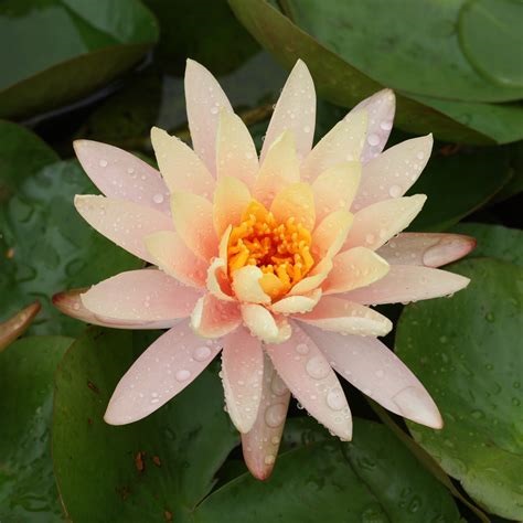 Tropical Day-Blooming Water Lily, Waterlily August Koch