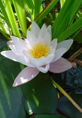 Hardy Water Lily, Waterlily 'Carnea'