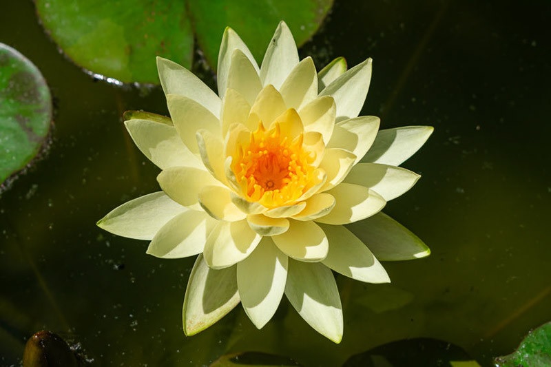Nymphaea, Hardy Water Lily, Waterlily Chromatella
