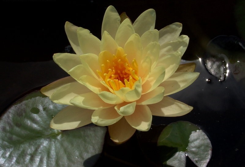 Nymphaea, Hardy Water Lily, Waterlily Clyde Ikins