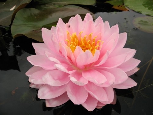 Hardy Water Lily, Waterlily Lily Pons