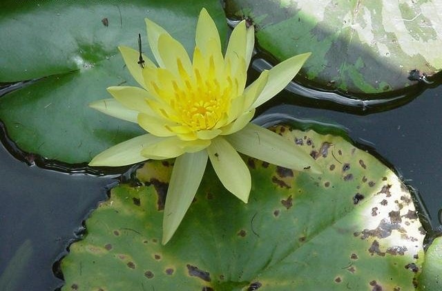 Hardy Water Lily, Waterlily Mexicana