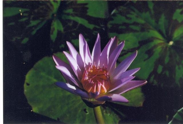 Tropical Water Lily, Waterlily Nora