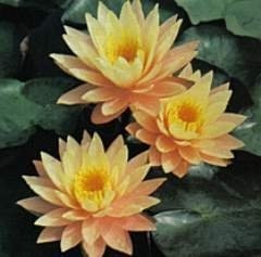 Hardy Water Lily, Waterlily 'Peaches and Cream'