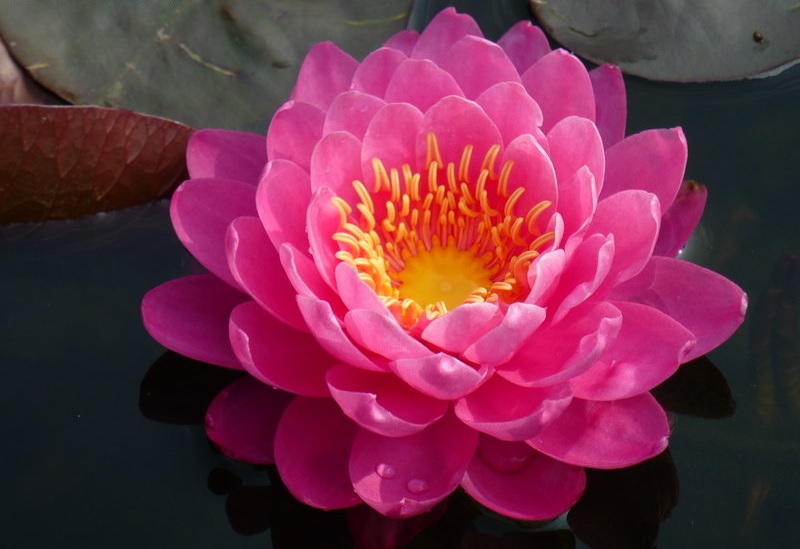 Hardy Water Lily, Waterlily Perrys Fire Opal
