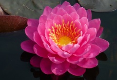 Hardy Water Lily, Waterlily 'Perry's Fire Opal'