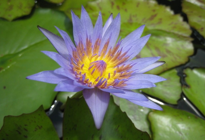 Nymphaea, Tropical Day-Blooming Water Lily, Waterlily Blue Beauty