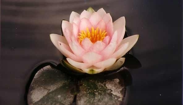Hardy Water Lily, Waterlily Hollandia