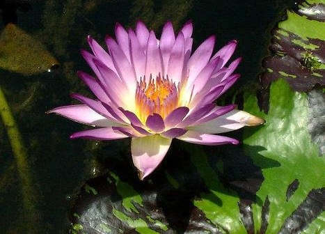 Tropical Day-Blooming Water Lily, Waterlily June Alison
