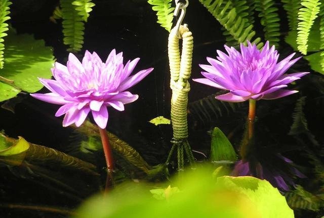 Tropical Day-Blooming Water Lily, Waterlily King of Siam