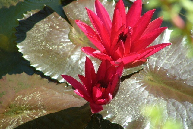 Tropical Night-Blooming Water Lily, Waterlily Red Flare
