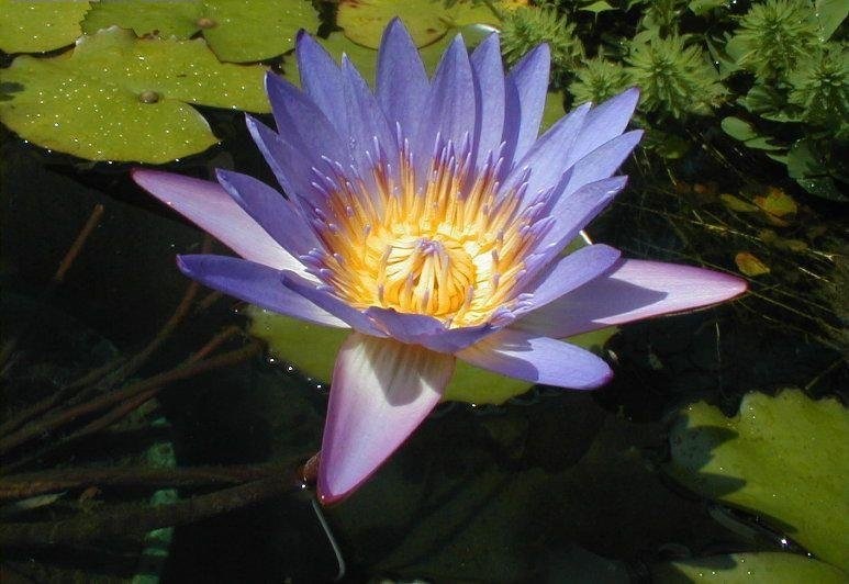 Tropical Day-Blooming Water Lily, Waterlily Tina