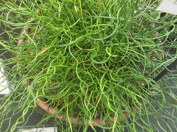 Juncus, Striped Spiral Rush Lemon Twist