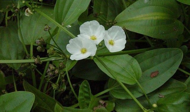 Mexican Sword-Plant