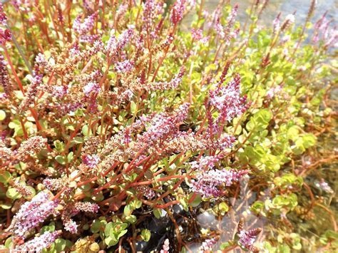 Pink Sprites, Roundleaf Toothcup, Dwarf Rotala