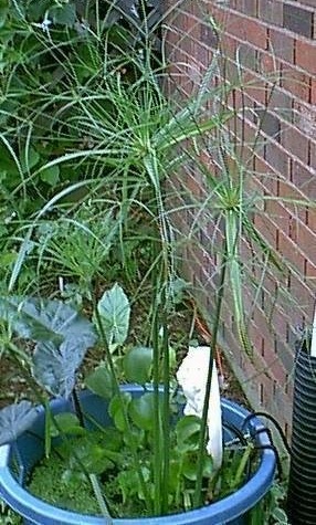 Cyperus Species, Mexican Papyrus, Piripiri