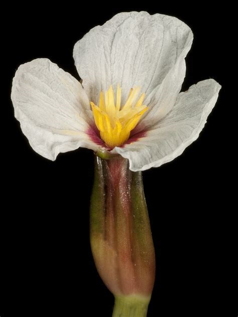 Swamp Lily