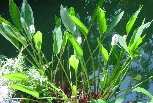 Pontederia Species, White Pickerel Rush, White Pickerel Weed