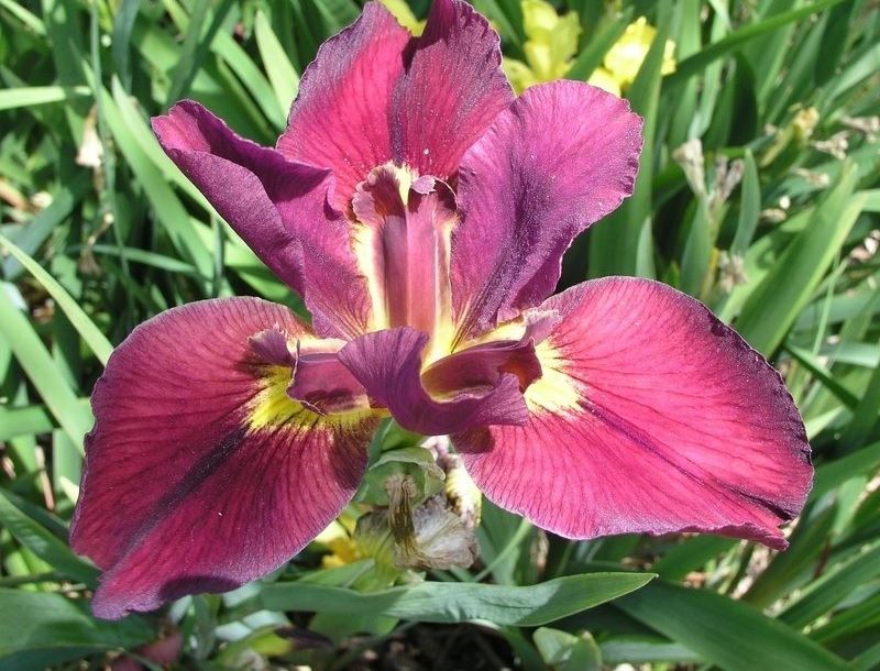 Louisiana Iris Professor Jim