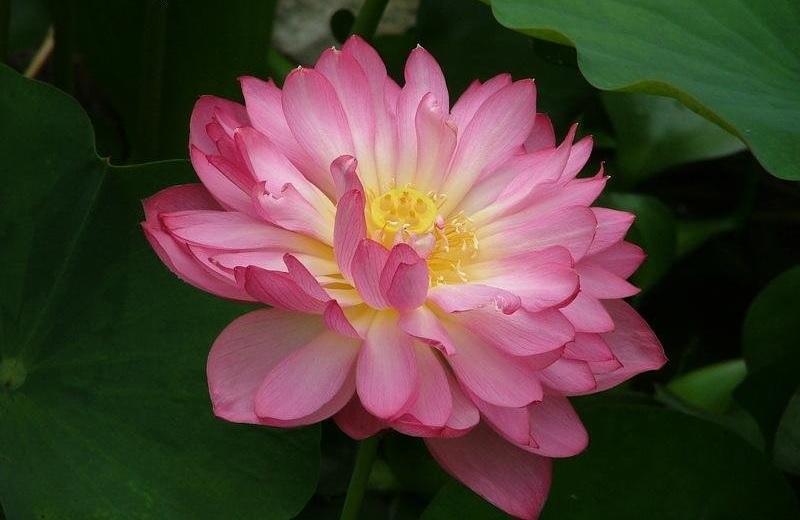Lotus Momo Botan