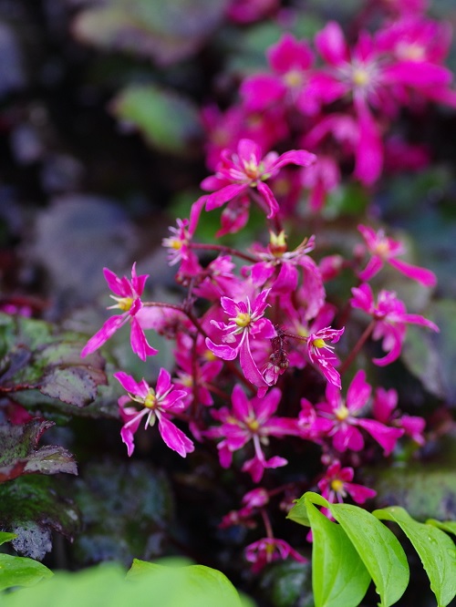 Saxifraga, Saxifrage Black Ruby