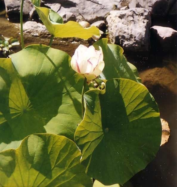 Hardy Lotus Empress