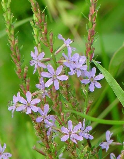 Winged Loosestrife