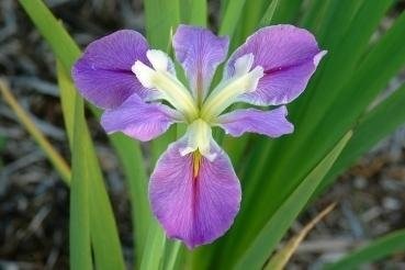 Louisiana Iris Katherine L. Cornay