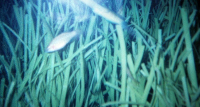 Mediterranean Tapeweed