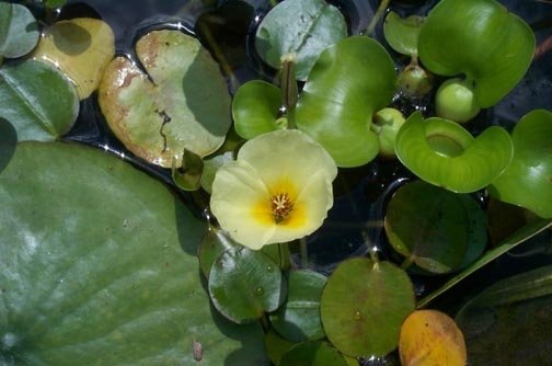 Water Poppy