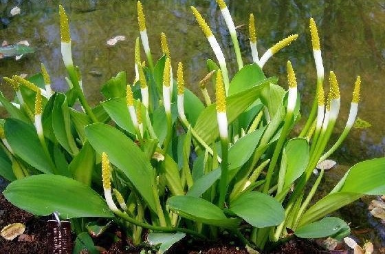 Orontium Species, Golden Club, Goldenclub, Neverwet