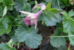 Geum Species, Bog Avens, Cure All, Indian Chocolate, Water Avens