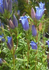 Gentiana Species, Marsh Gentian