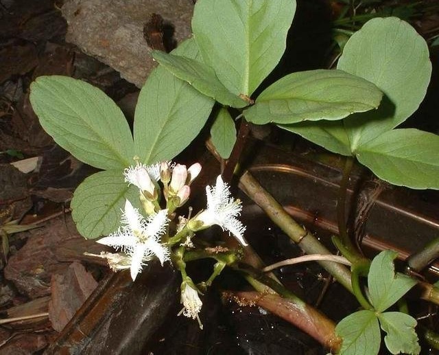 Menyanthes Species, Bog Bean, Buckbean