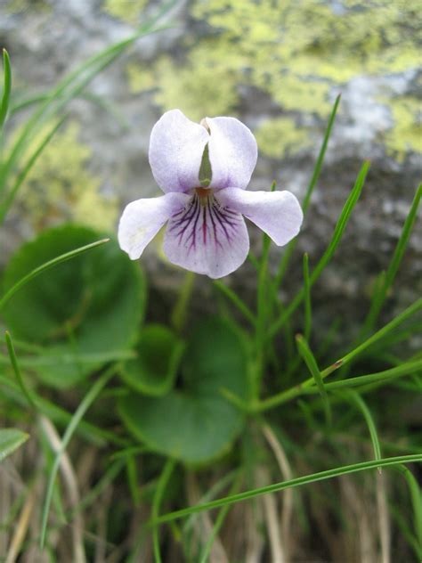 Viola Species, Bog Violet, Marsh Violet