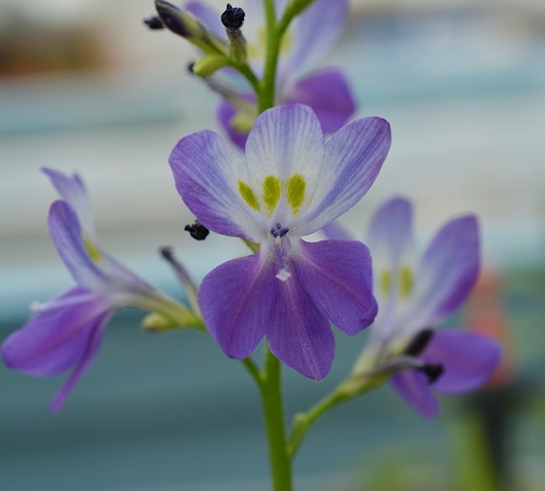 Brazilian Water Hyacinth