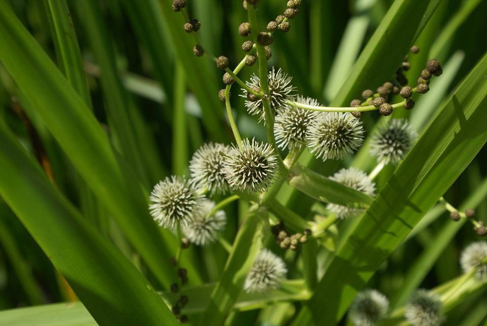 Sparganium Species, Exotic Bur Reed