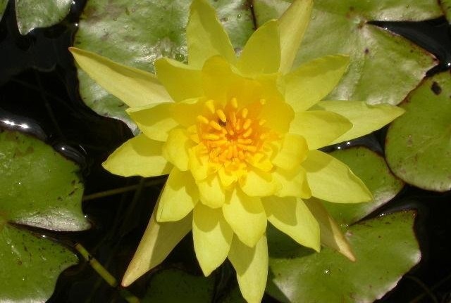 Banana Waterlily, Yellow Waterlily