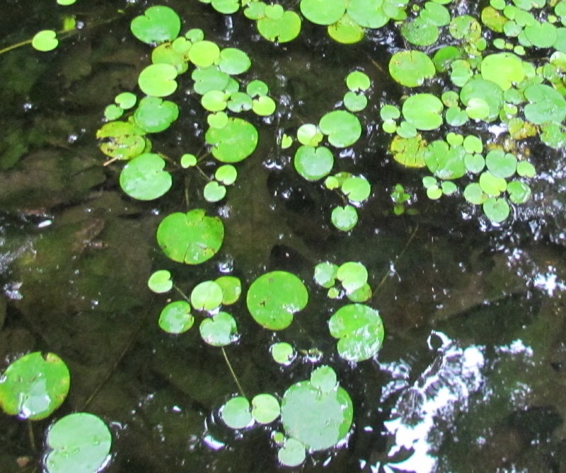 American Frogbit