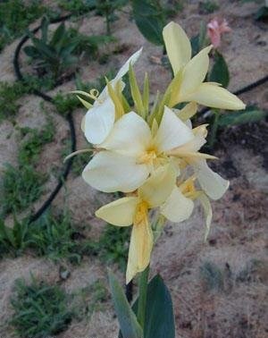 Canna, Canna Lily Canary Feathers
