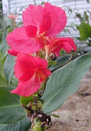 Canna, Canna Lily Empire