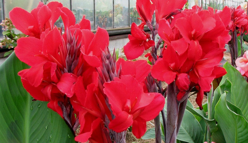 Canna, Canna Lily Fantastic Red