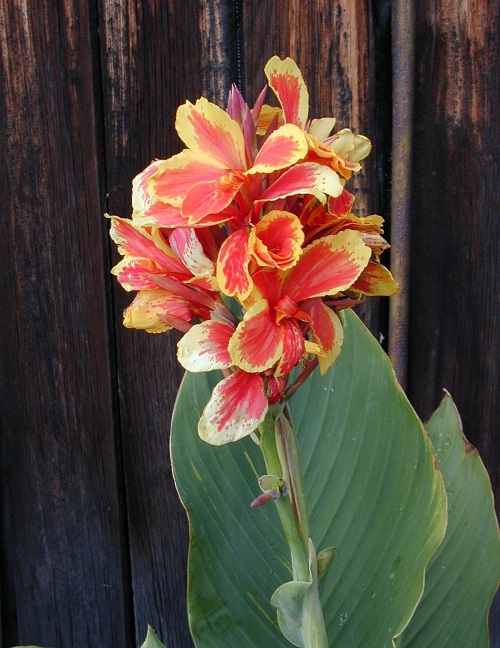 Canna Lily Konigen Charlotte
