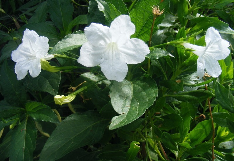 Ruellia, Softseed Wild Petunia, White Ruellia Alba