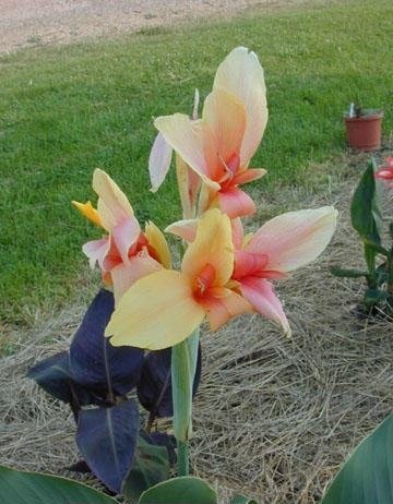 Canna, Canna Lily Autumn Gold